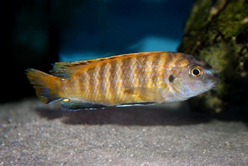 Tropheops sp. 'red fin' Mara Rocks